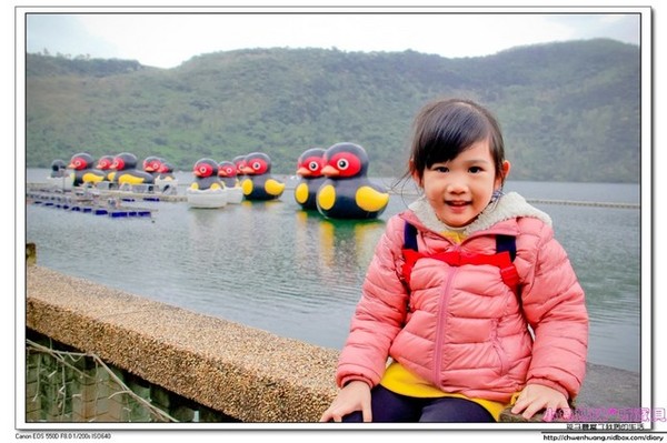 花蓮鯉魚潭：【花蓮景點】☼鯉魚潭風景區☼腳踏船悠閒遊湖/紅面番鴨超可愛♥♥