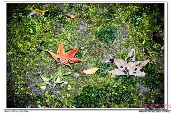 花蓮鯉魚潭：【花蓮景點】☼鯉魚潭風景區☼腳踏船悠閒遊湖/紅面番鴨超可愛♥♥
