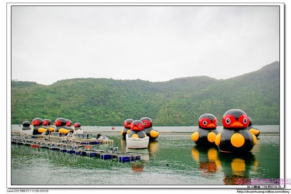 花蓮鯉魚潭：【花蓮景點】☼鯉魚潭風景區☼腳踏船悠閒遊湖/紅面番鴨超可愛♥♥