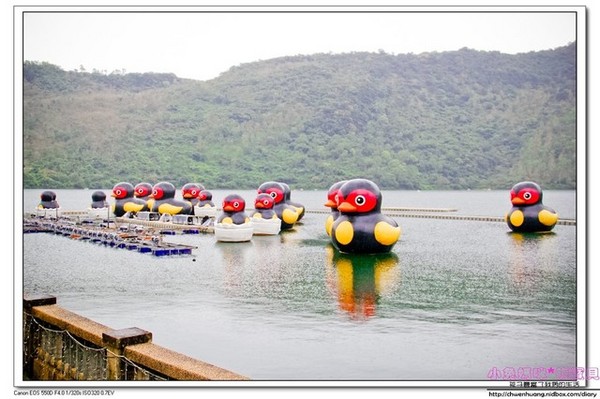 花蓮鯉魚潭：【花蓮景點】☼鯉魚潭風景區☼腳踏船悠閒遊湖/紅面番鴨超可愛♥♥