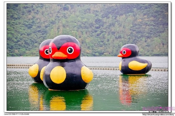 花蓮鯉魚潭：【花蓮景點】☼鯉魚潭風景區☼腳踏船悠閒遊湖/紅面番鴨超可愛♥♥