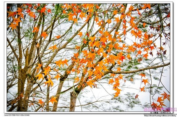 花蓮鯉魚潭：【花蓮景點】☼鯉魚潭風景區☼腳踏船悠閒遊湖/紅面番鴨超可愛♥♥