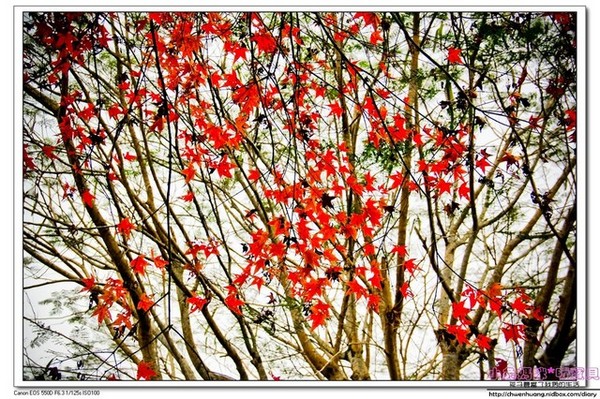 花蓮鯉魚潭：【花蓮景點】☼鯉魚潭風景區☼腳踏船悠閒遊湖/紅面番鴨超可愛♥♥