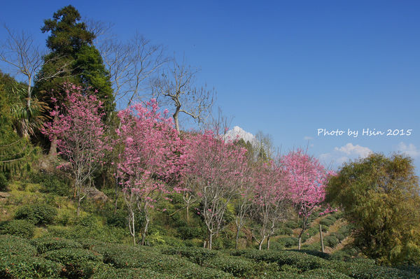 隙頂二延平步道