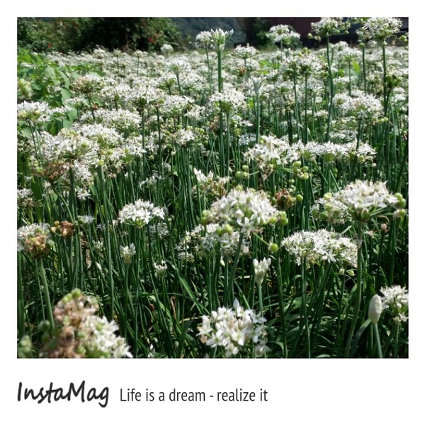 中新里韭菜花田：【桃園景點】九月雪~大溪中新里韭菜花田