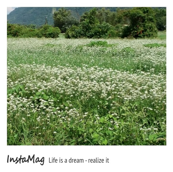 中新里韭菜花田：【桃園景點】九月雪~大溪中新里韭菜花田