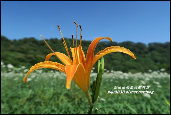 大溪韭菜花海31.JPG