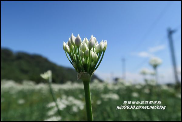 大溪韭菜花海33.JPG