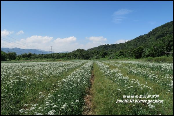大溪韭菜花海18.JPG