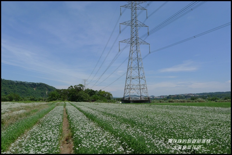 大溪韭菜花田17.JPG