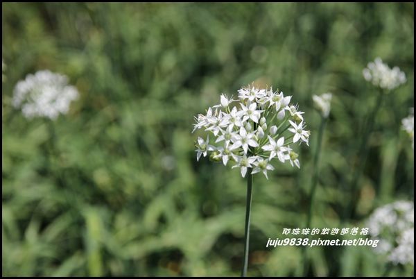 大溪韭菜花海10.JPG