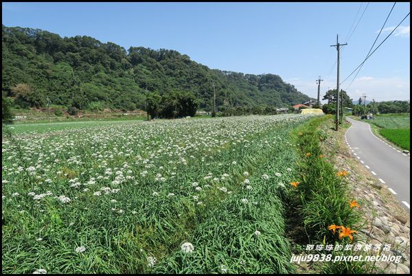 大溪韭菜花海37.JPG