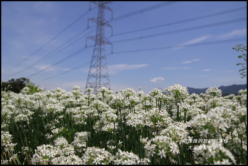 大溪韭菜花田8.JPG