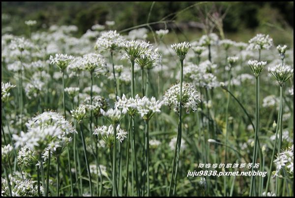大溪韭菜花海3.JPG
