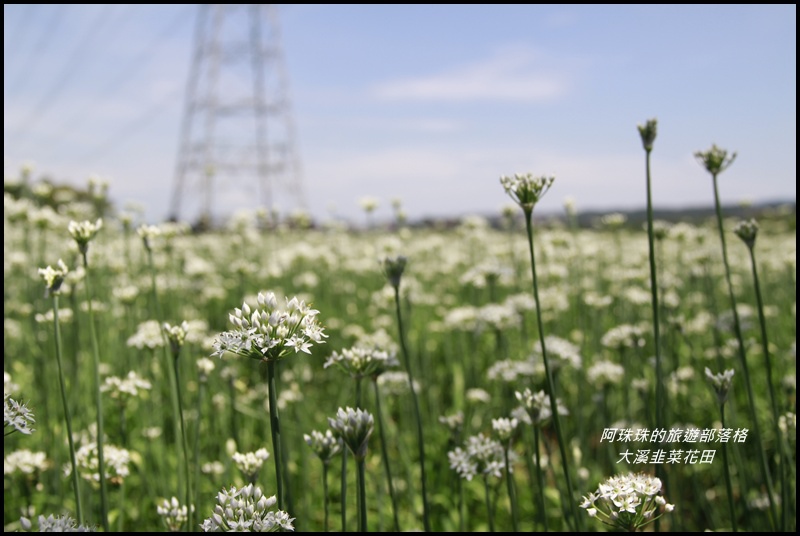 大溪韭菜花田4.JPG