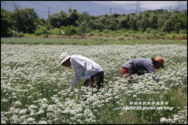 大溪韭菜花海6.JPG