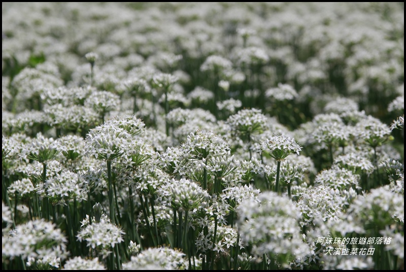 大溪韭菜花田7.JPG