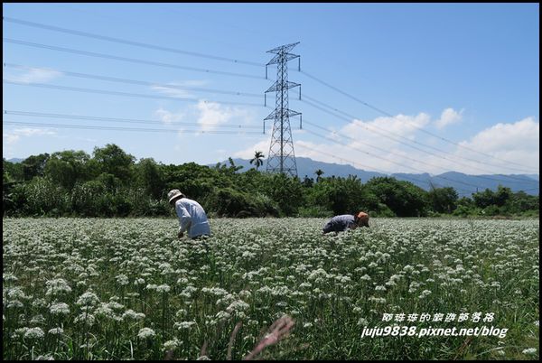 大溪韭菜花海17.JPG
