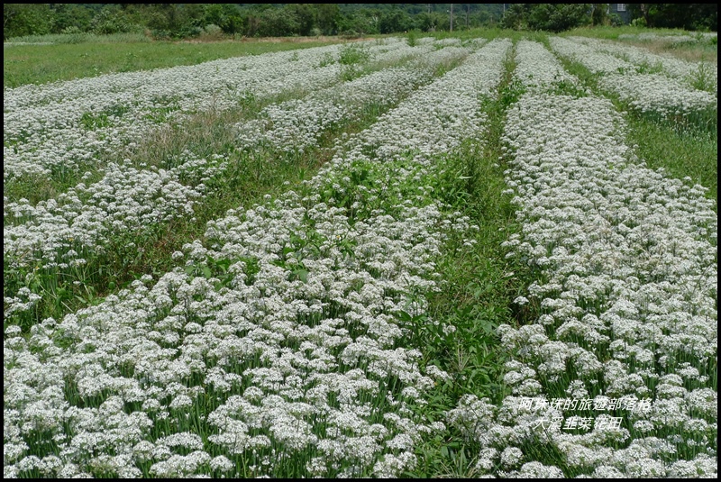 大溪韭菜花田19.JPG