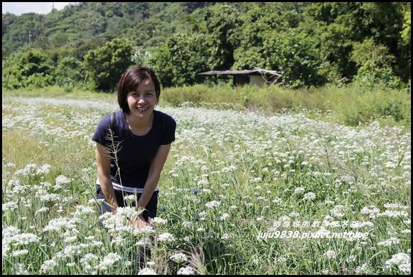 大溪韭菜花海4.JPG