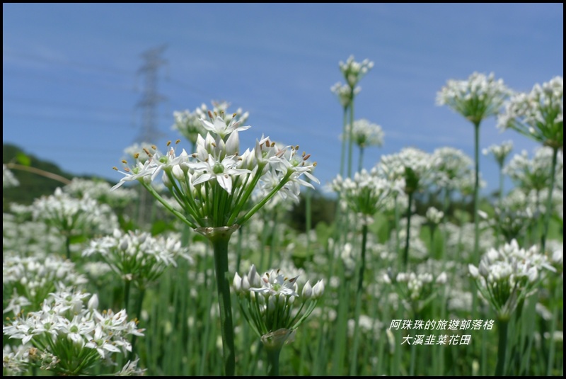 大溪韭菜花田15.JPG