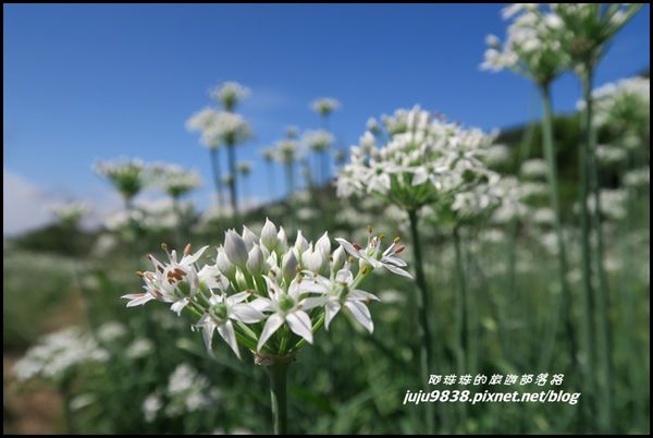 大溪韭菜花海15.JPG