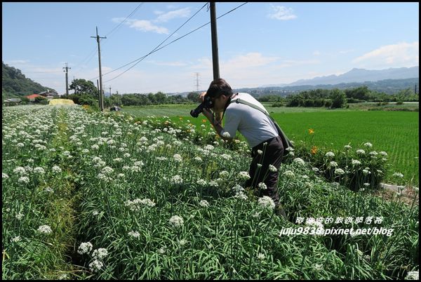 大溪韭菜花海35.JPG