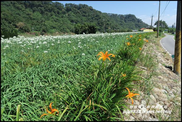 大溪韭菜花海32.JPG
