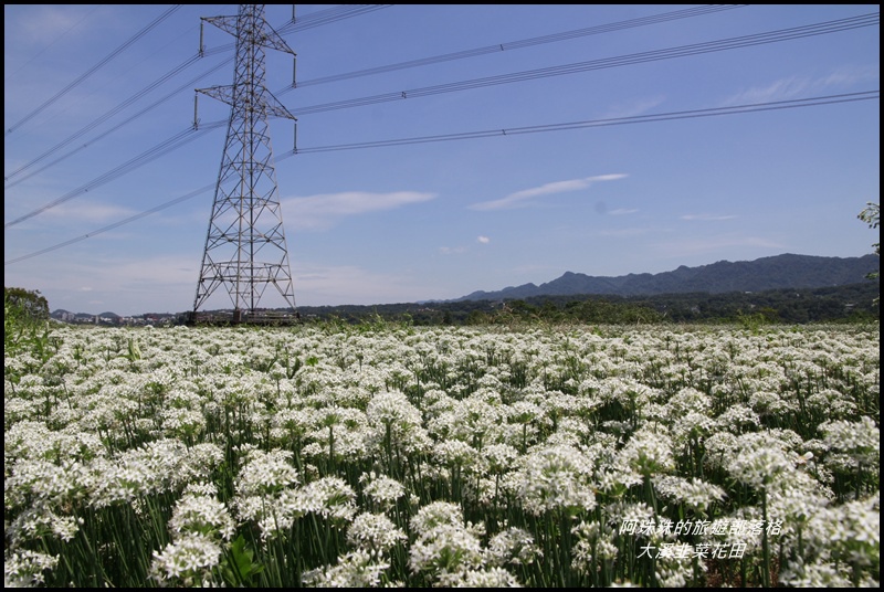 大溪韭菜花田10.JPG