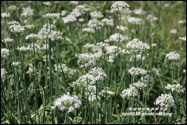 大溪韭菜花海7.JPG