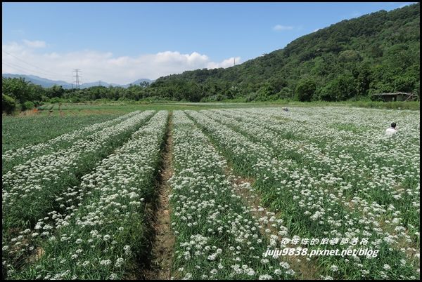 大溪韭菜花海22.JPG