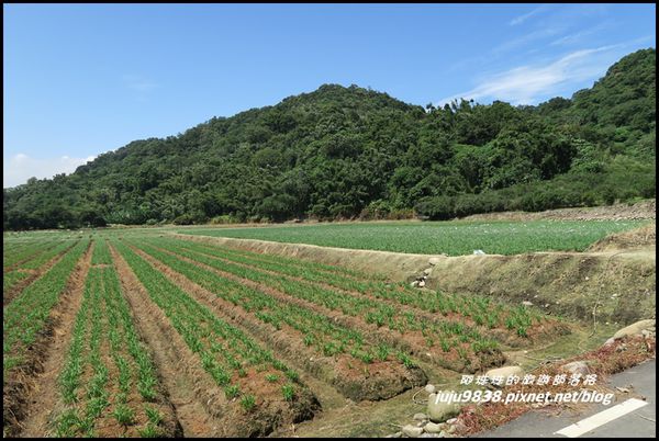 大溪韭菜花海29.JPG