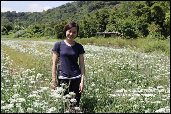 大溪韭菜花海5.JPG