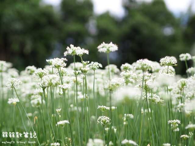 大溪九月雪韭菜花海