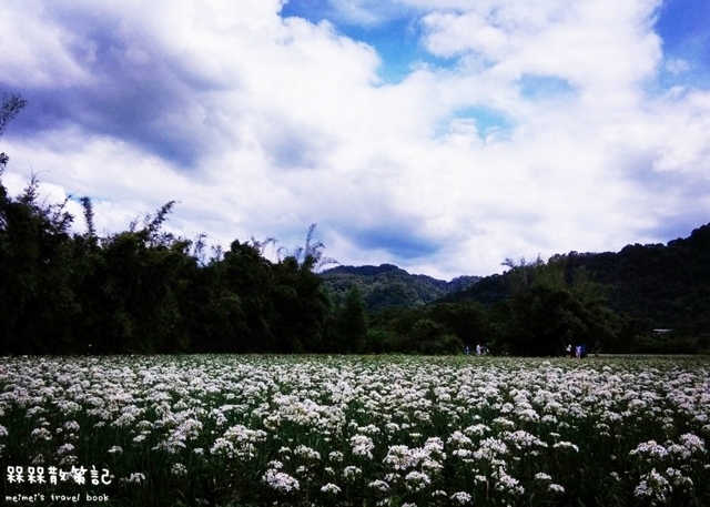 大溪九月雪韭菜花海