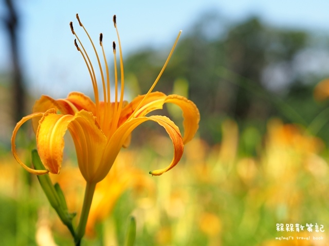 慈音山莊賞金針花