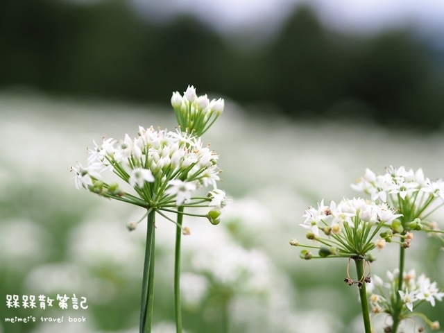 大溪九月雪韭菜花海