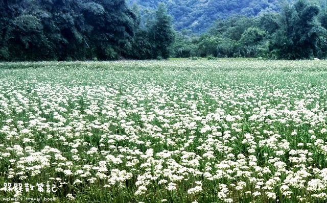 大溪九月雪韭菜花海