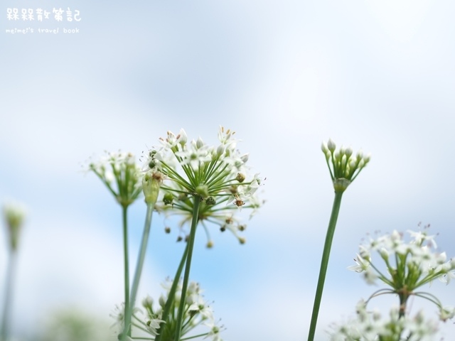 大溪九月雪韭菜花海