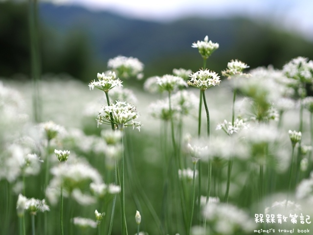 大溪九月雪韭菜花海