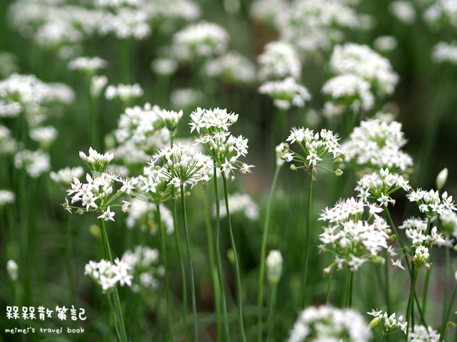 大溪九月雪韭菜花海