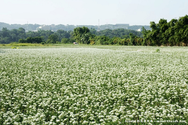 中新里韭菜花:【韭菜花】桃園大溪.韭菜花季(初秋帶有香氣的美麗九月雪)