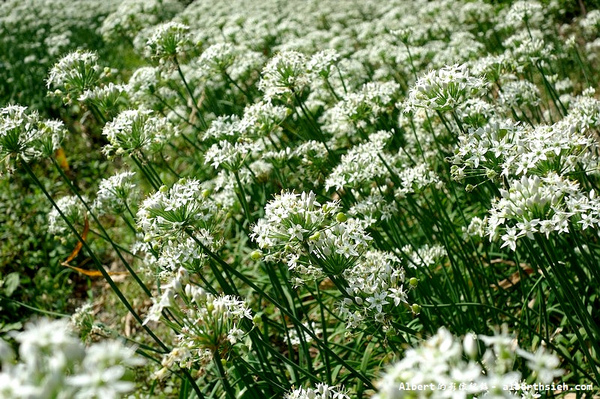 中新里韭菜花:【韭菜花】桃園大溪.韭菜花季(初秋帶有香氣的美麗九月雪)