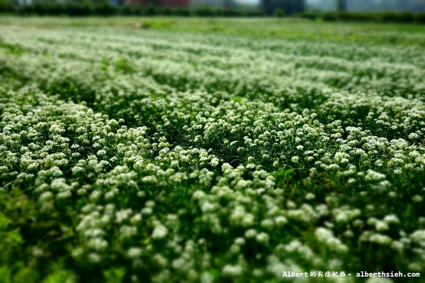 中新里韭菜花:【韭菜花】桃園大溪.韭菜花季(初秋帶有香氣的美麗九月雪)