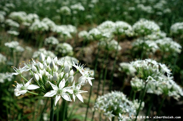 中新里韭菜花:【韭菜花】桃園大溪.韭菜花季(初秋帶有香氣的美麗九月雪)