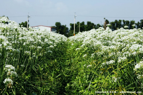中新里韭菜花:【韭菜花】桃園大溪.韭菜花季(初秋帶有香氣的美麗九月雪)