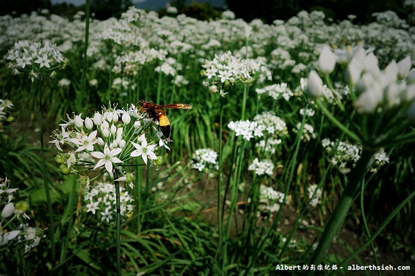 中新里韭菜花:【韭菜花】桃園大溪.韭菜花季(初秋帶有香氣的美麗九月雪)