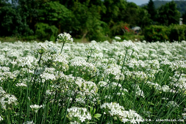 中新里韭菜花:【韭菜花】桃園大溪.韭菜花季(初秋帶有香氣的美麗九月雪)