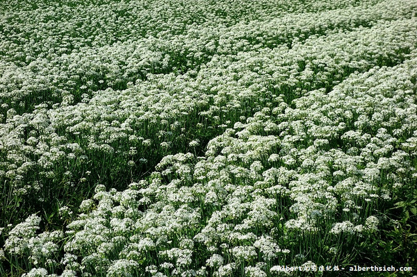 中新里韭菜花:【韭菜花】桃園大溪.韭菜花季(初秋帶有香氣的美麗九月雪)