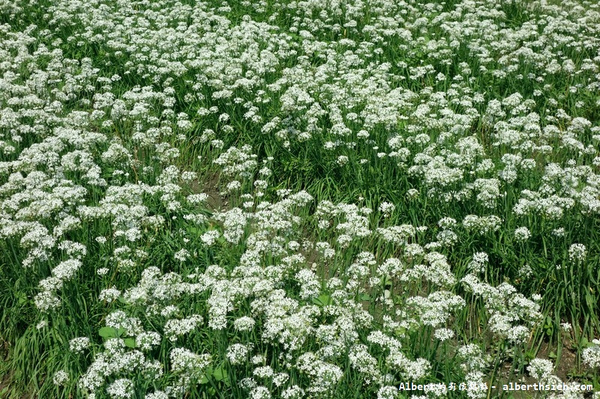 中新里韭菜花:【韭菜花】桃園大溪.韭菜花季(初秋帶有香氣的美麗九月雪)
